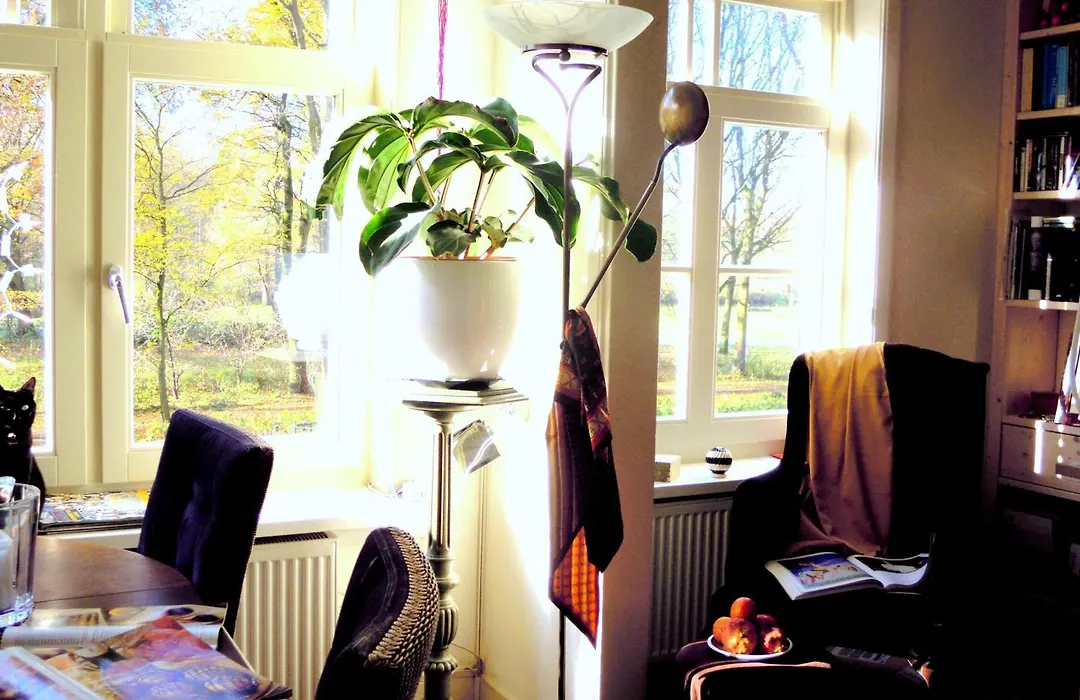 Missortelia B&B-1